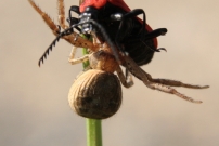 *(17800) L'araigne crabe (Araneae - Thomisidae - Xysticus sp.)  vs Le cardinal (Coloptre - Pyrochroidae - Pyrochroa coccinea)